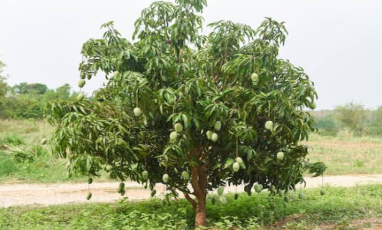 বাংলাদেশের জাতীয় গাছের নাম কি